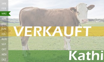 trchtige Fleckvieh Kalbin zu verkaufen, beweidet und ruhig